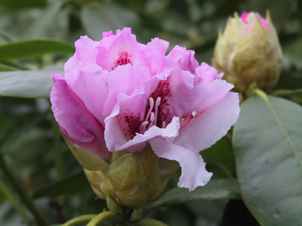 Rhododendron Progres 01 knospig Macro.jpg